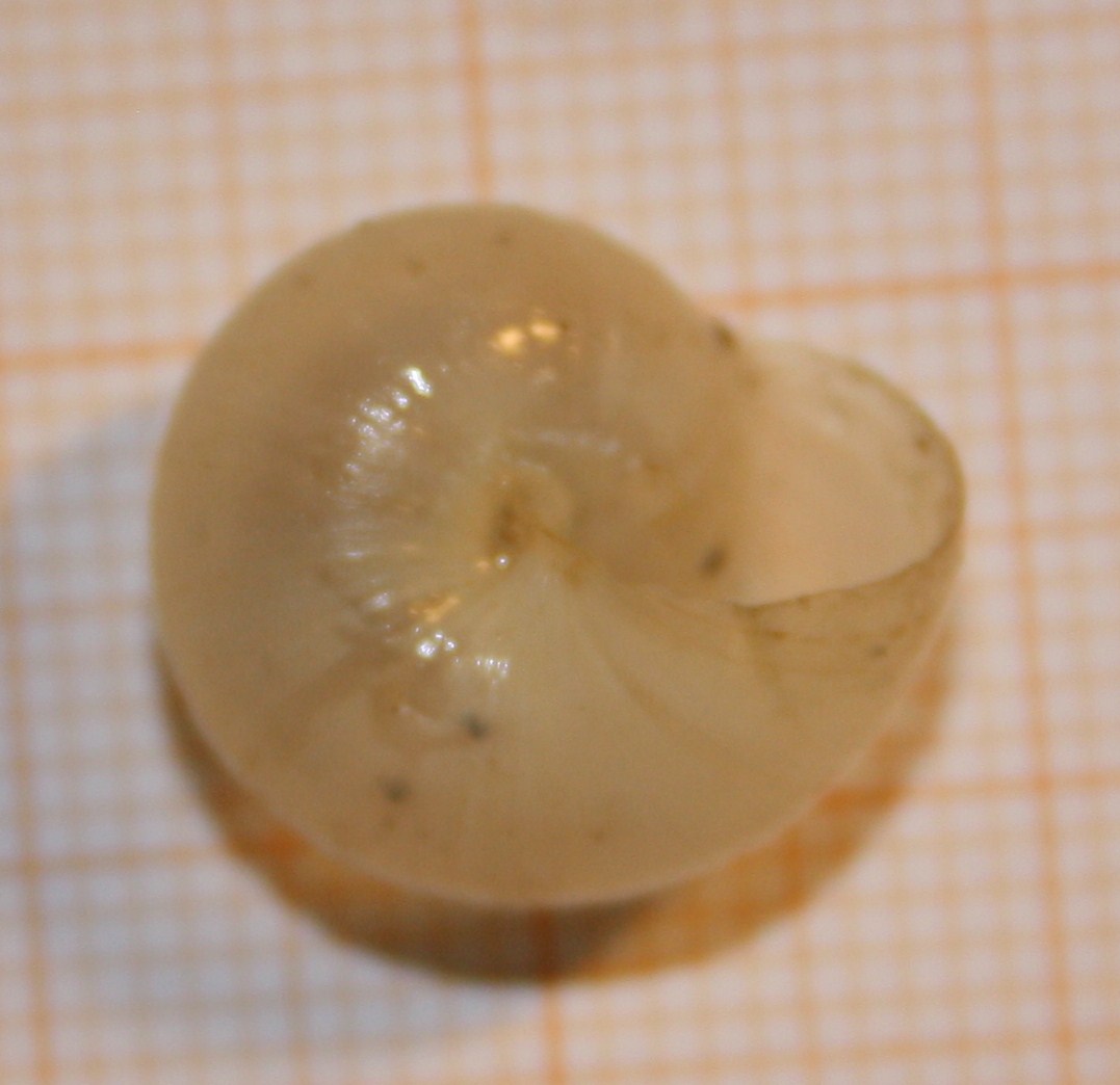 dall''Appennino bolognese: Monacha sp.?